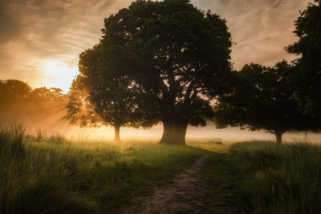 Morning sunlight breaks through the trees over a path on a misty Summer morning.